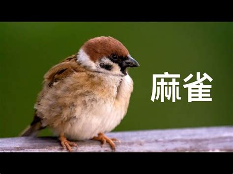 麻雀飛進家裡號碼|【麻雀飛進家裡代表什麼】飛雀臨門，吉兆還是兇兆？麻雀飛進家。